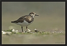 steenloper DSC_0111-01